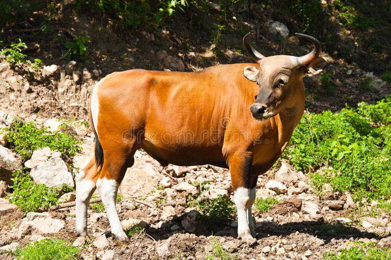 Banteng or Red Bull