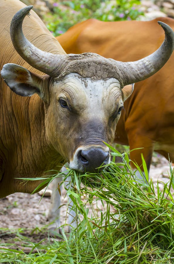 Banteng or Red Bull