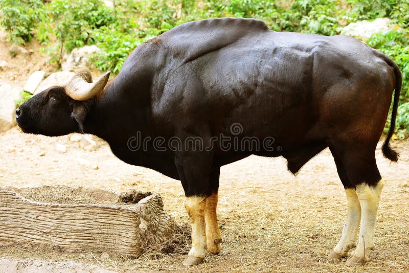 Banteng