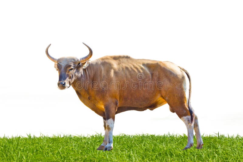 Banteng or Red Bull