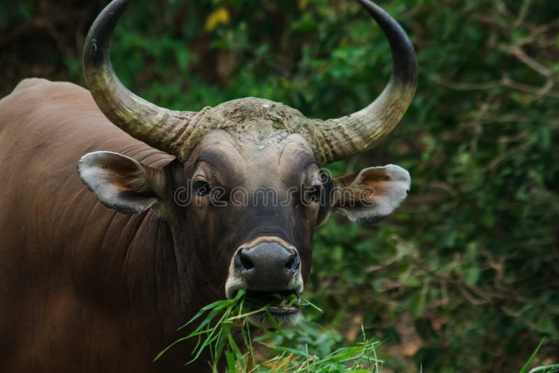 Buffalo Fake Straw Stock Photo 1159150630