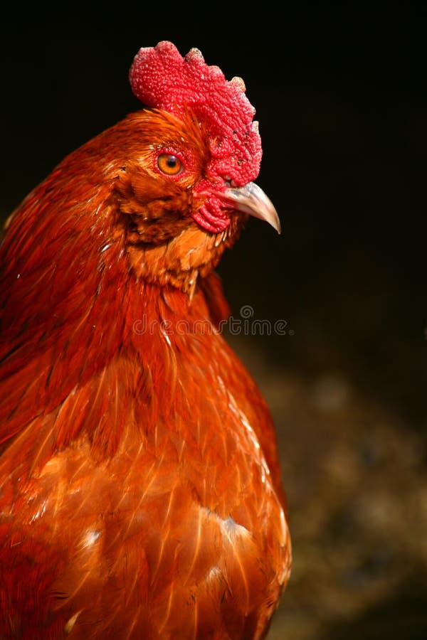 2,104 Proud Rooster Stock Photos Free & RoyaltyFree Stock Photos