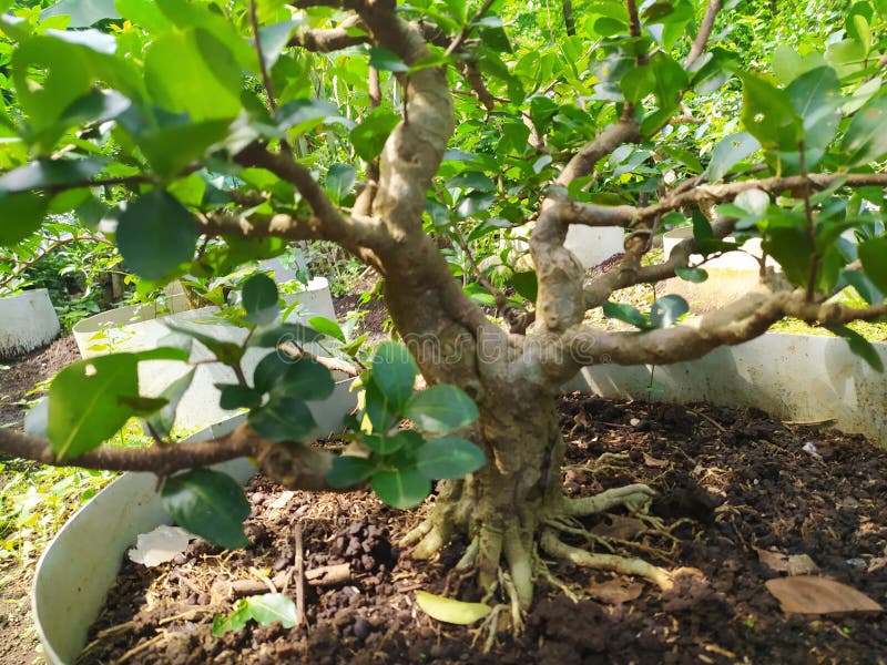 Banyan Bonsai Tree Being Planted in the Garden Stock Photo Image of