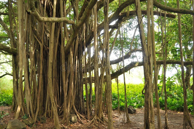 Banyan Tree stock photography