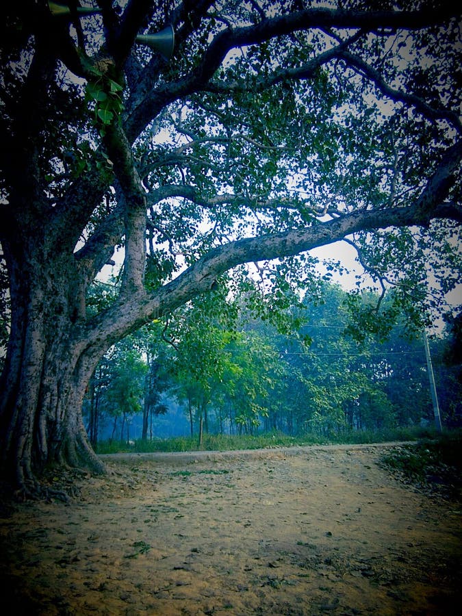 The banyan tree stock photo. Image of village, wallpaper - 191128290