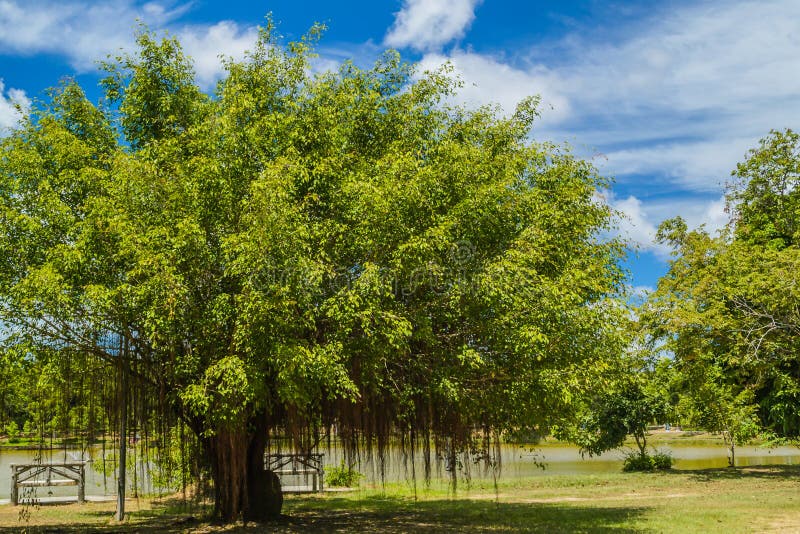 A banyan tree