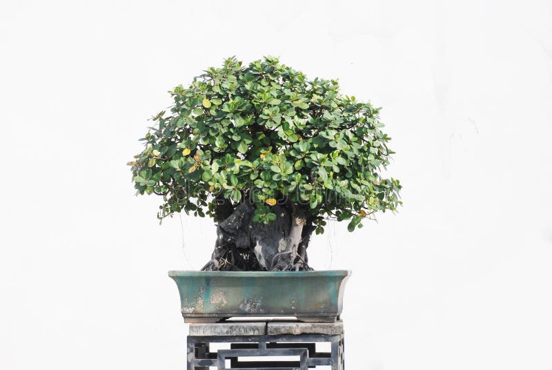 The Chinese bonsai garden stock image. Image of gardening 9888793