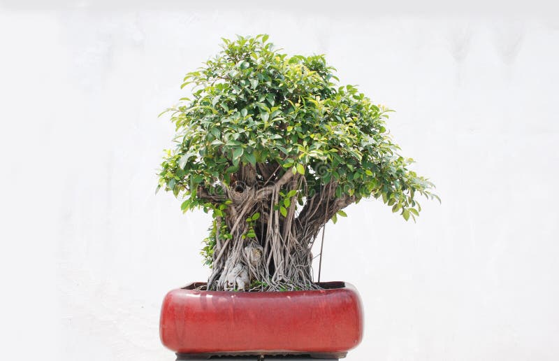 The banyan tree bonsai stock images