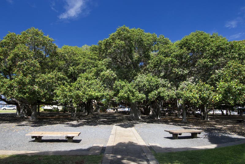 Banyan tree in courtyard square. Lahaina Harbor on Front street, Maui, Hawaii stock images