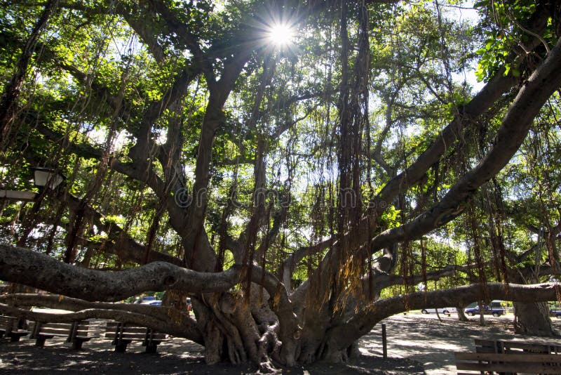 Banyan tree, courtyard square. Lahaina Harbor on Front street, Maui, Hawaii royalty free stock photo