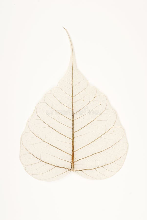 Banyan tree leaf venation royalty free stock photo
