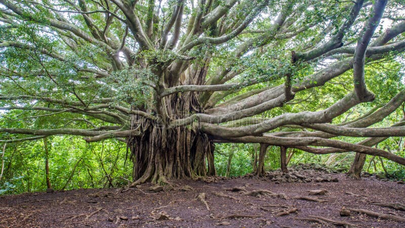 14,294 Banyan Tree Stock Photos - Free & Royalty-Free Stock Photos from  Dreamstime
