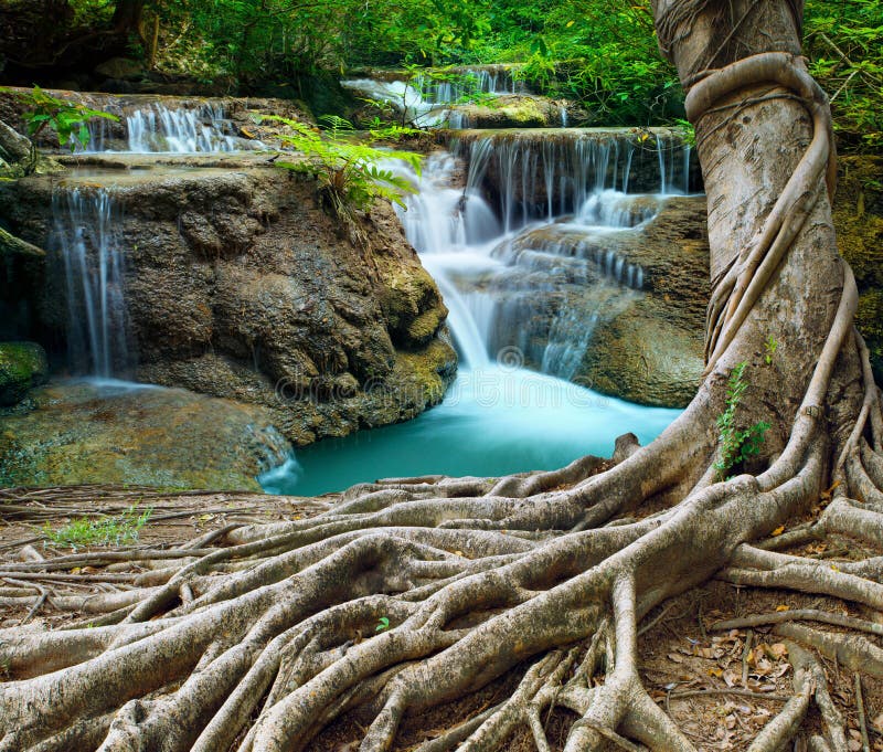 Banyan tree and limestone waterfalls in purity deep forest use n