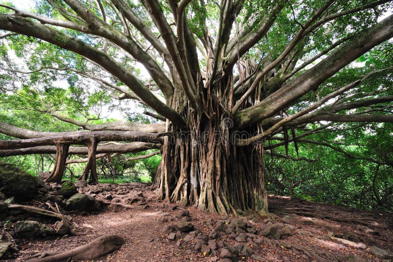 Banyan Tree Maui, Hawaii