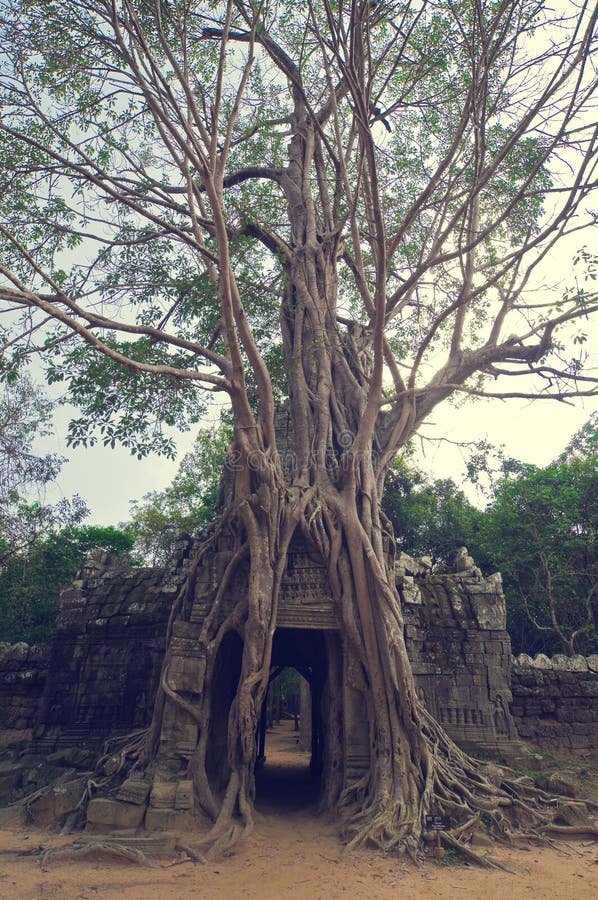 Old banyan tree přes kamenné dveře od Ta Som chrámu.