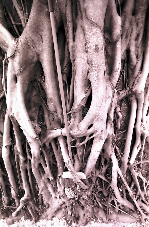 Banyan tree roots stock photography Banyan tree roots stock photography
