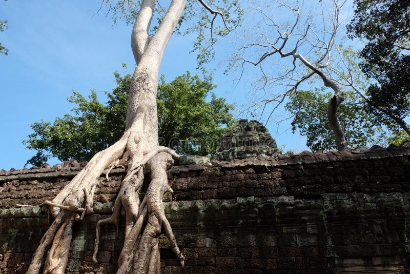 banyanprohm f?rd?rvar ta-tempeltrees cambodia Den stora flyg- fikus rotar p? forntida stenar v?ggen ?vergav forntida byggnader fotografering för bildbyråer banyanprohm f?rd?rvar ta-tempeltrees cambodia Den stora flyg- fikus rotar p? forntida stenar v?ggen ?vergav forntida byggnader fotografering för bildbyråer