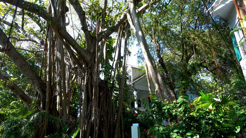 The Banyon House on Key West with Huge Banyan Trees KEY WEST USA The Banyon House on Key West with Huge Banyan Trees KEY WEST USA