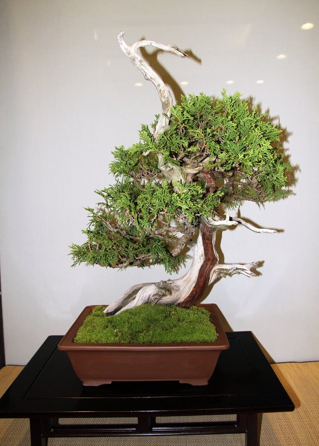 Banzai Tree stock image. Image of tree, japanese, green - 229018343