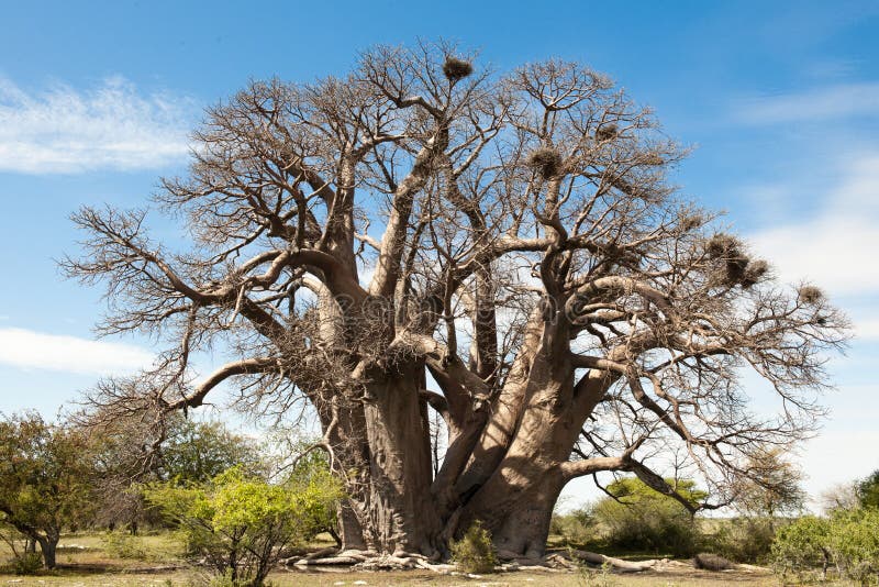 Baobab-Tree in Botswana stock photos Baobab-Tree in Botswana stock photos