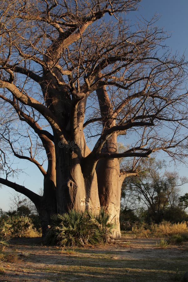 Baobab stock photos