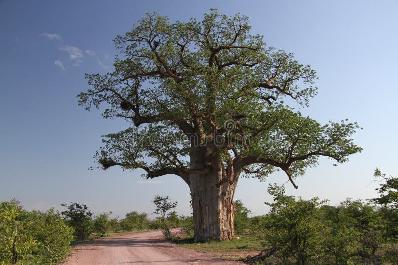 Baobab, digitata do Adansonia no parque nacional de Mapungubwe, Limpopo fotografia de stock Baobab, digitata do Adansonia no parque nacional de Mapungubwe, Limpopo fotografia de stock