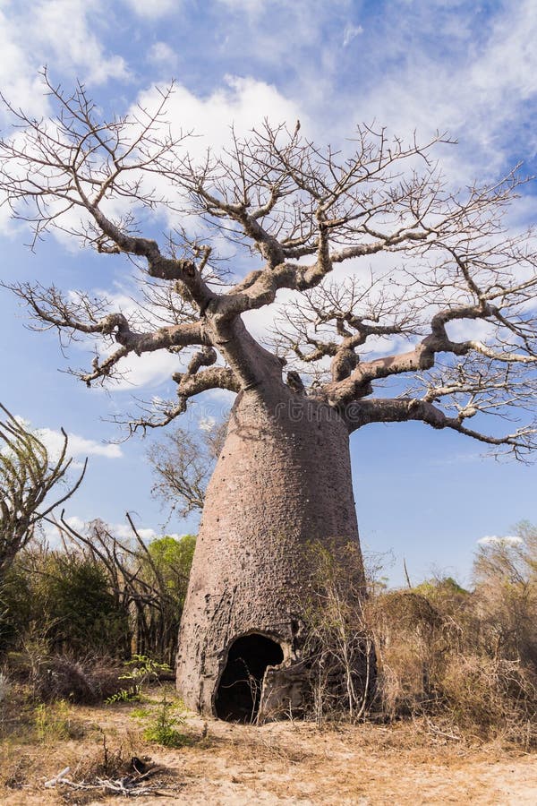 Baobab Tree in Dry African Savanna Tanzania Stock Image Image of