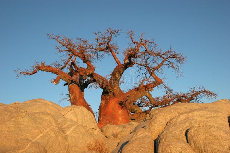 Baobab tree in Botswana