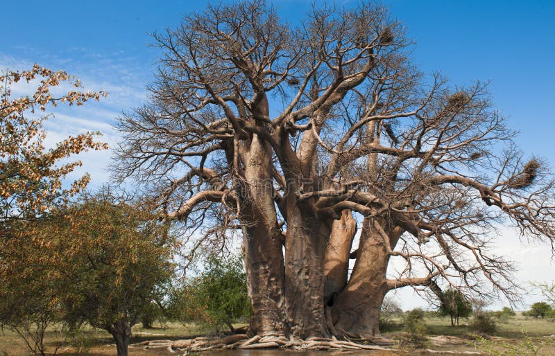 Very old and huge baobab tree in Botswana. Very old and huge baobab tree in Botswana.
