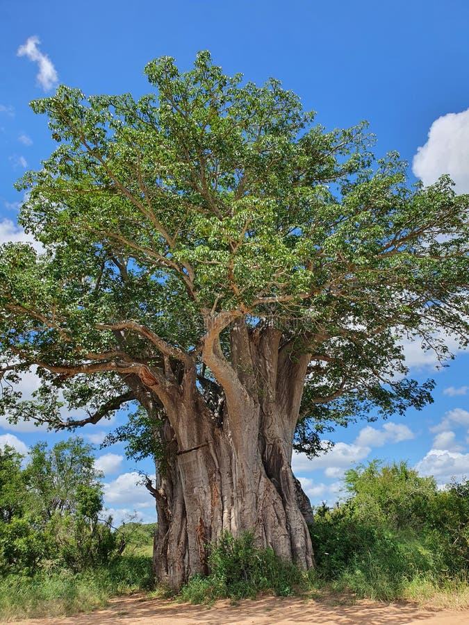Baobab Tree in Kruger South Africa Stock Image Image of deciduous