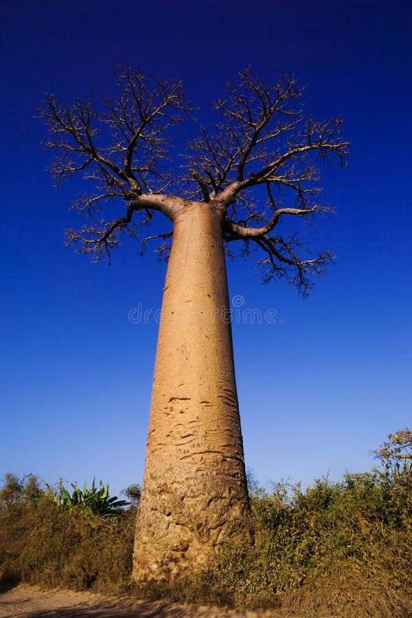 Baobab Tree Stock Image. Image Of Nature, Landscape, Tree - 23471471