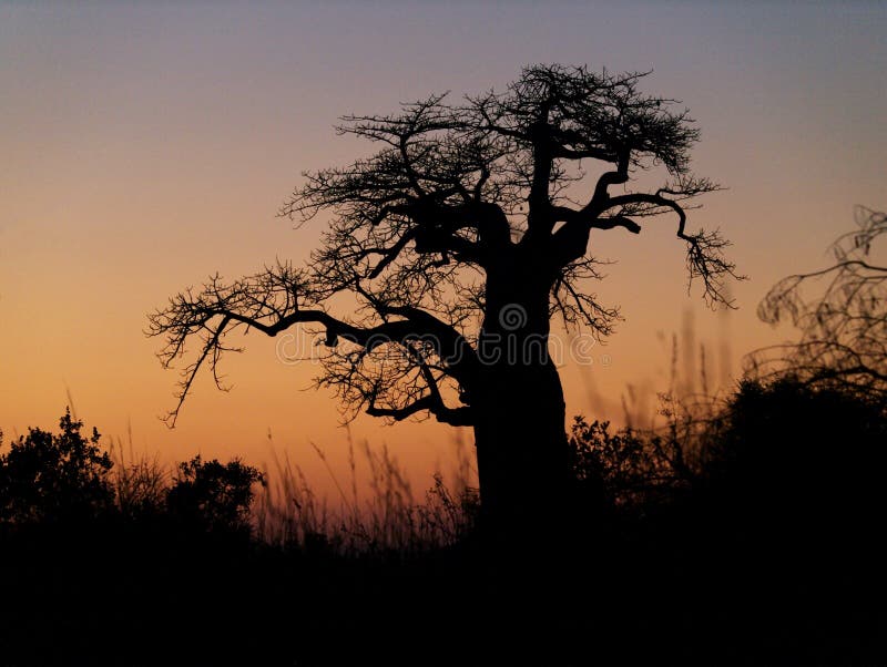 Baobab tree silhouette royalty free stock images