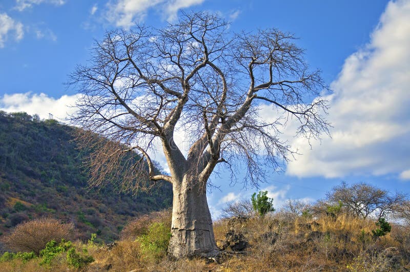 Baobab tree royalty free stock photo