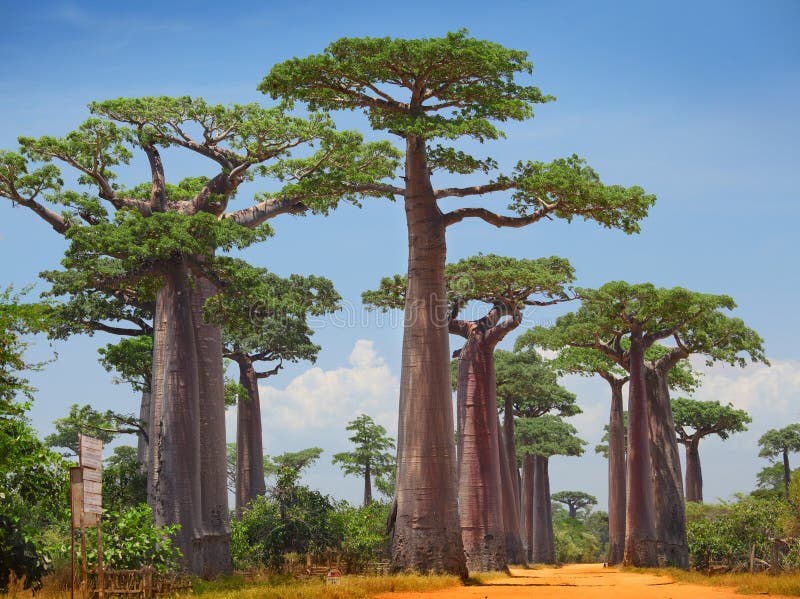 Baobab