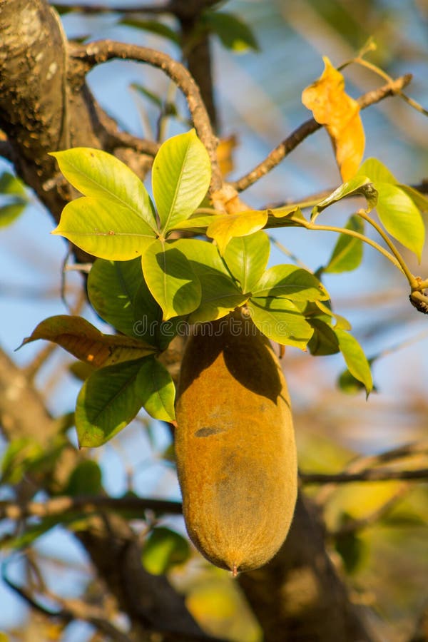 Baobabfrucht lizenzfreie stockfotografie