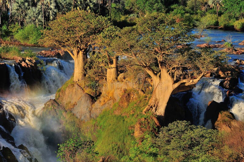 Baobabs at Epupa waterfall, Namibia stock images
