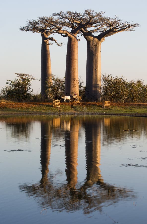 Baobabs på soluppgång nära vattnet med reflexion madagascar arkivbilder Baobabs på soluppgång nära vattnet med reflexion madagascar arkivbilder