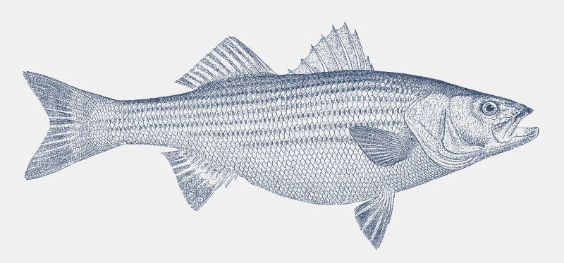 Bar d'Amérique un poisson de la côte atlantique de l'Amérique du Nord dans la vue de côté illustration libre de droits