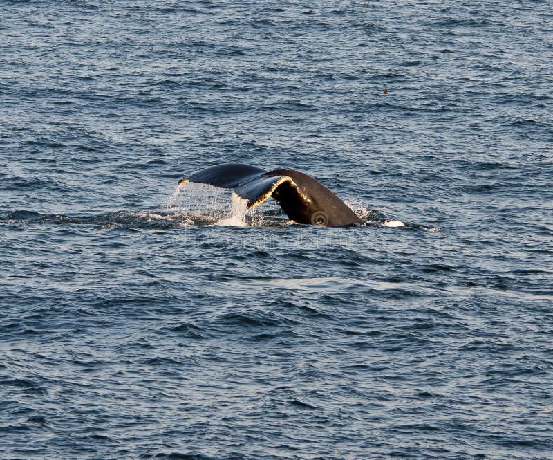 Bar Harbor Whale