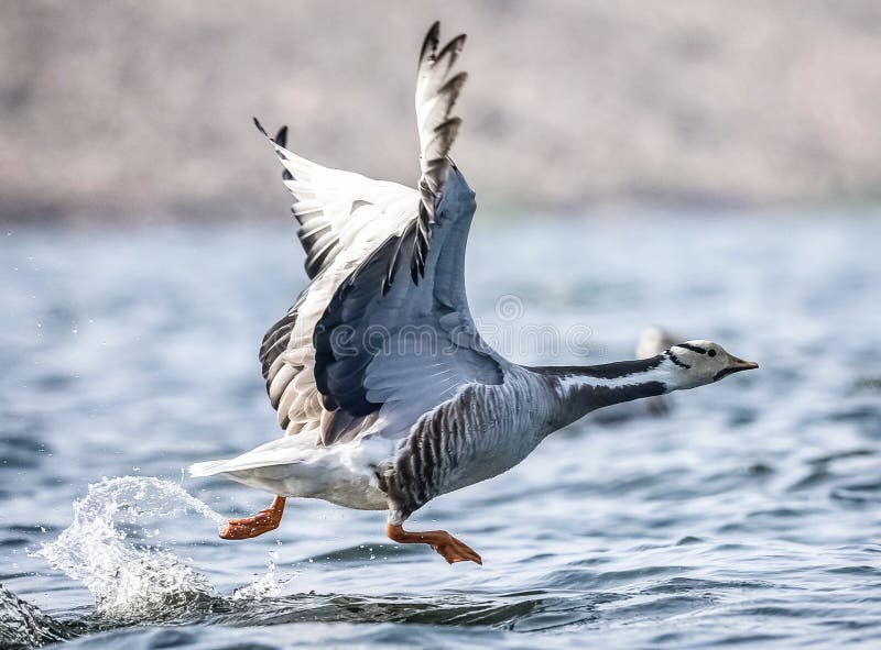 Bar headed goose