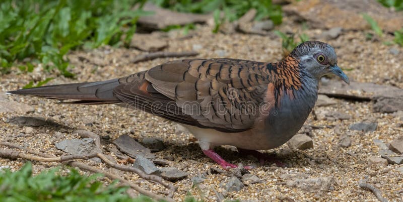 Bar Shouldered Dove in Australia