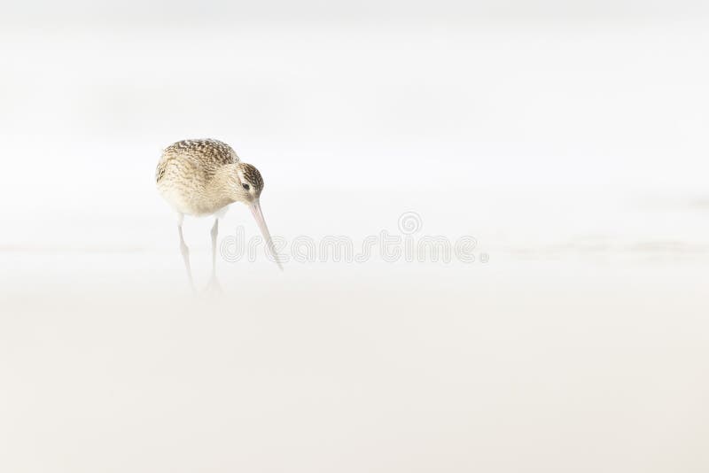 A bar-tailed godwit foraging during fall migration on the beach. stock images