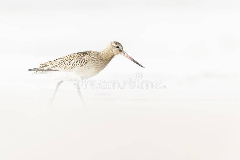 A bar-tailed godwit foraging during fall migration on the beach. royalty free stock photos