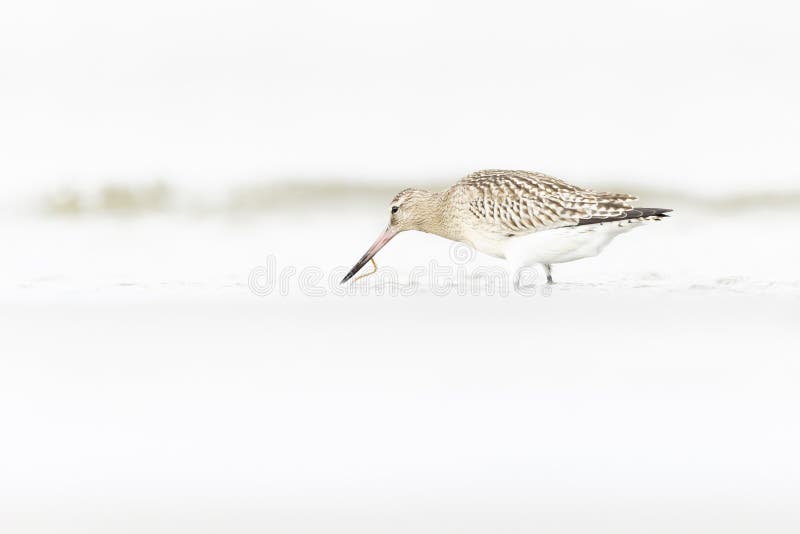 A bar-tailed godwit foraging during fall migration on the beach. stock photo