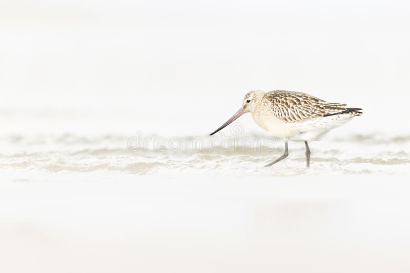 A bar-tailed godwit foraging during fall migration on the beach. royalty free stock image