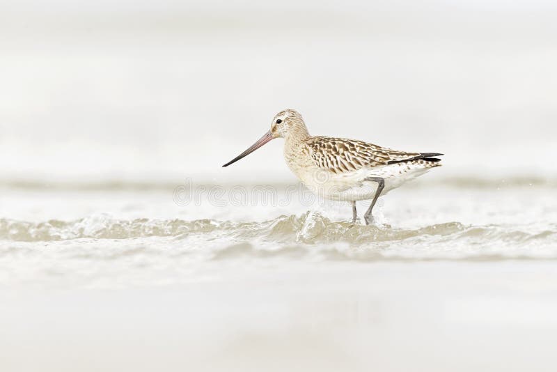 A bar-tailed godwit foraging during fall migration on the beach. stock photos