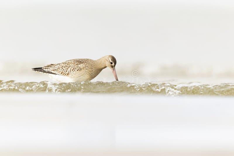 A bar-tailed godwit foraging during fall migration on the beach. royalty free stock image