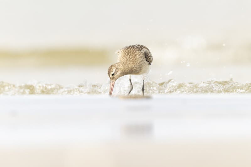 A bar-tailed godwit foraging during fall migration on the beach. royalty free stock images