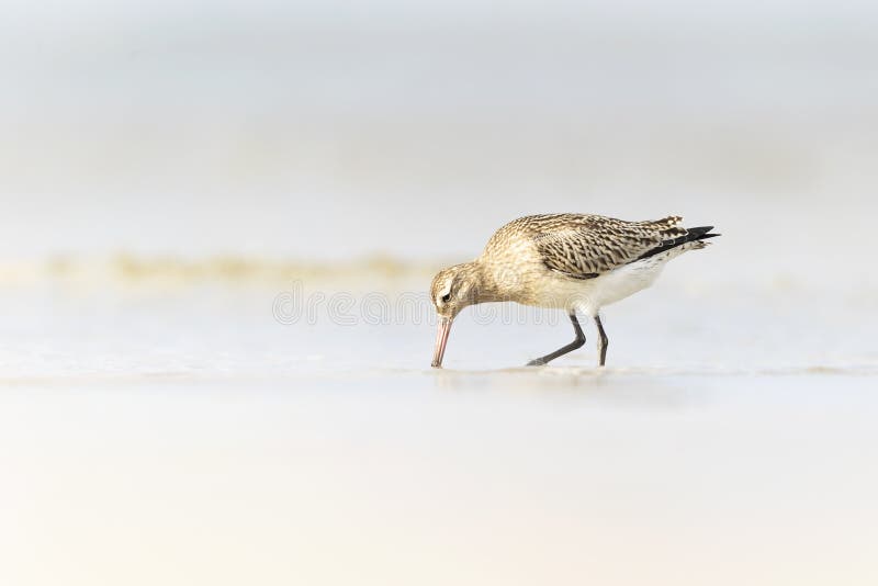 A bar-tailed godwit foraging during fall migration on the beach. stock photos