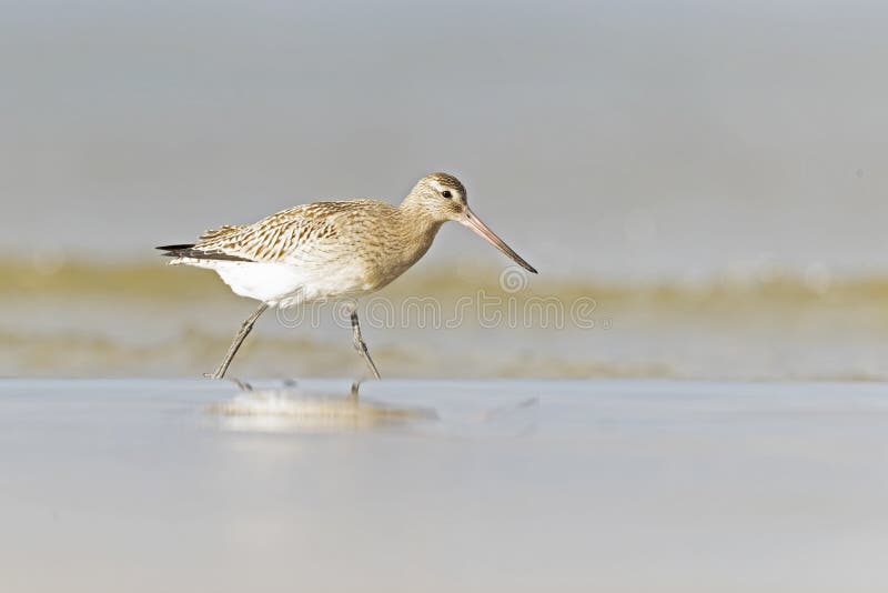 A bar-tailed godwit foraging during fall migration on the beach. royalty free stock images